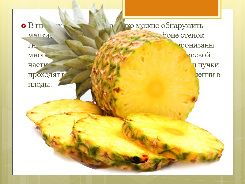 В гнёздах спелого плода легко можно обнаружить мелкие семяпочки, выделяющиеся на фоне стенок гнезда